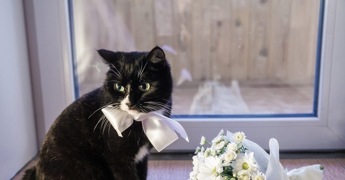Кошки выходят замуж. Кошка невеста. Кот жених. Свадебные коты. Коты жених и невеста.