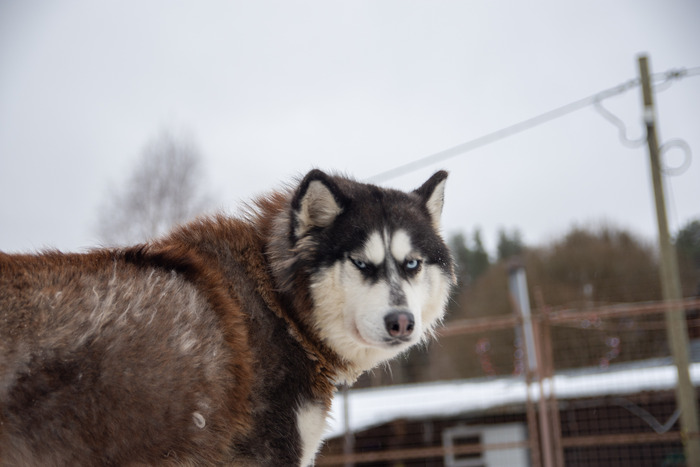 Вокруг Ладоги за 3 дня Путешествия, Туризм, Карелия, Длиннопост