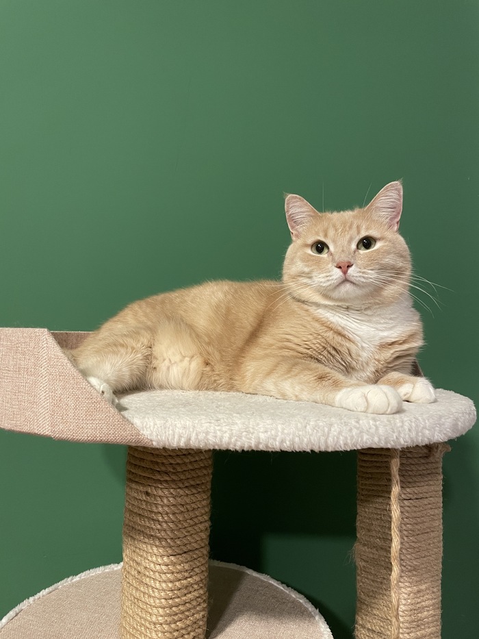 Бежевое на зелёном Домашние животные, Кот, Толстые котики