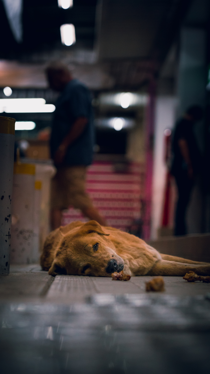 Пес Барбос - мокрый нос