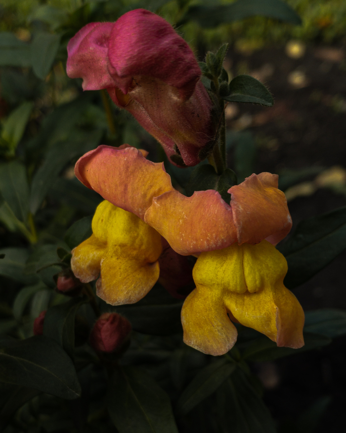 Какие то цветы