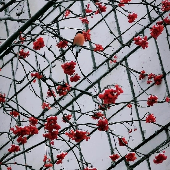 �������, ������� �������