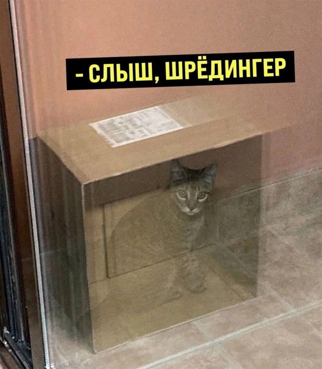 Кот шредингера картинки