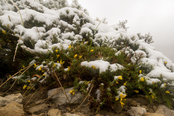 Африканские подснежники