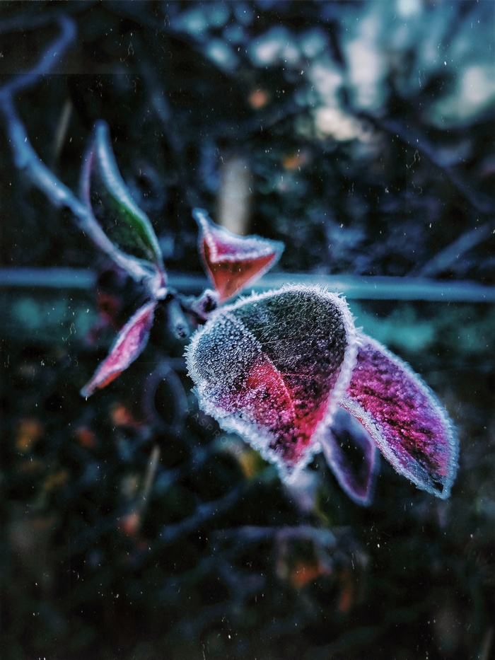 Морозное утро