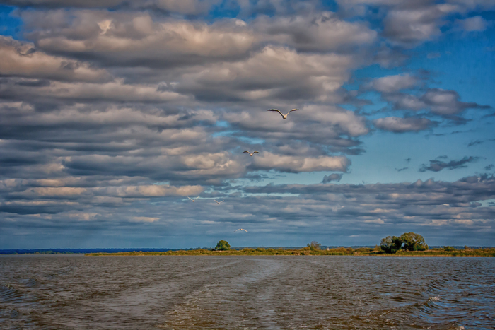 Белые чайки кружились над водой