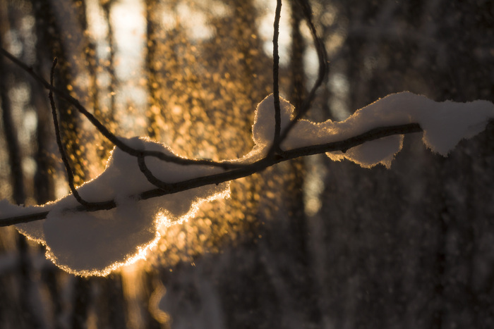 Золото леса
