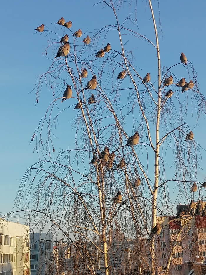 ��������� ����������