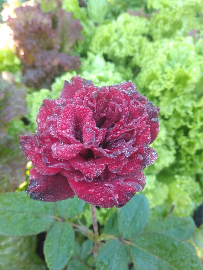 ��� ����