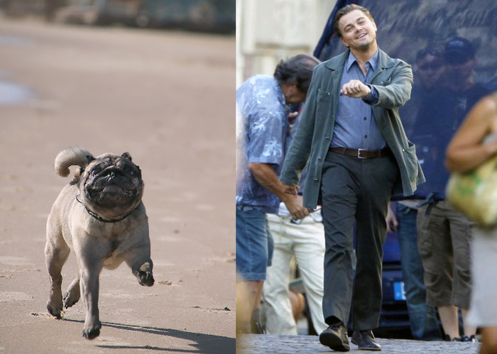 Моя собака косплеит ДиКаприо