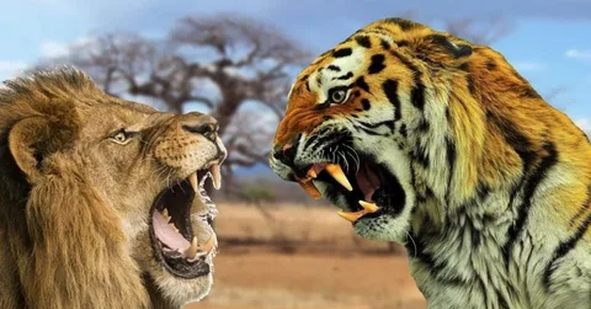Почему тигр лев. Лев против тигра. Амурский тигр против Льва. Тигры против Львов.