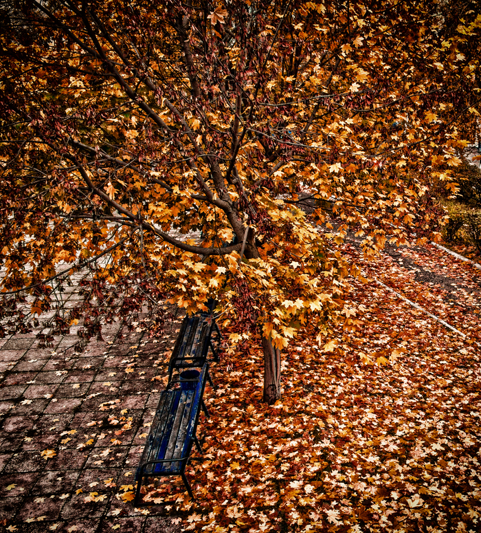 Скамейки в парке