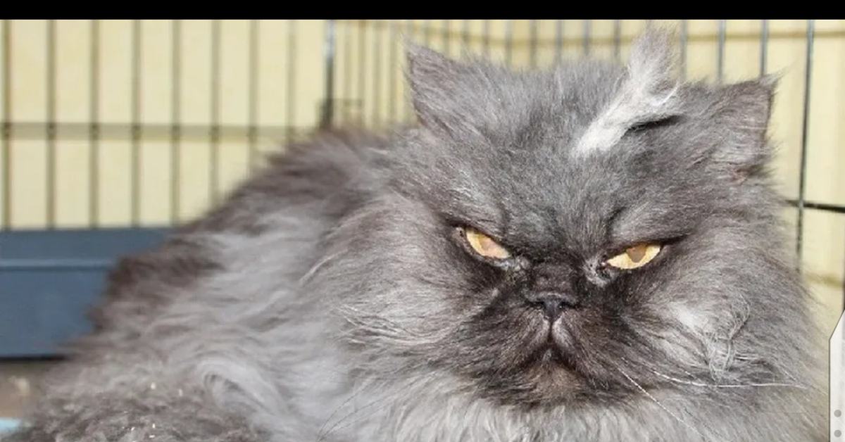 Самый злостный. Злой кот. Злая кошка. Злой пушистый кот. Персидский кот злой.