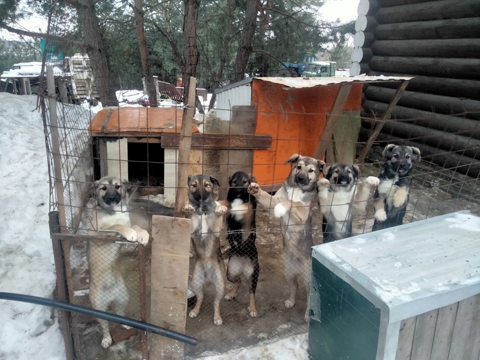 Я пойду, нет я