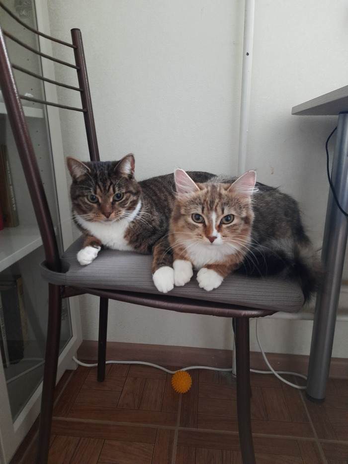 ��� �������