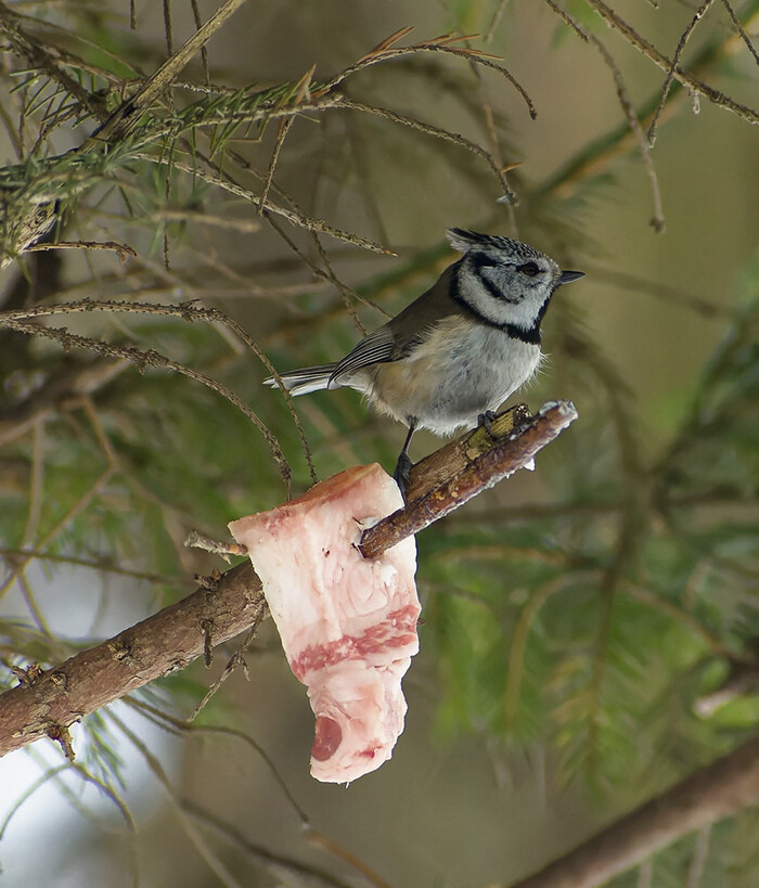 ��� ����� � ������