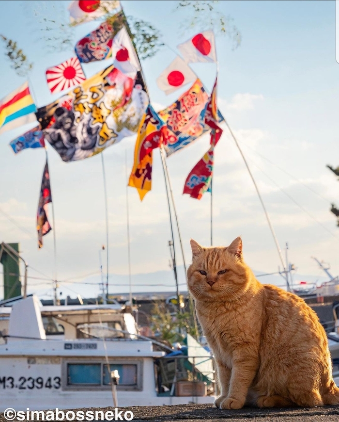 Японский котик Кот, Япония, Фотография, Фотограф, Длиннопост