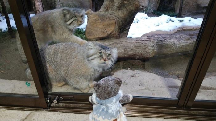 Эй, стой, стой!! Это обман!!!