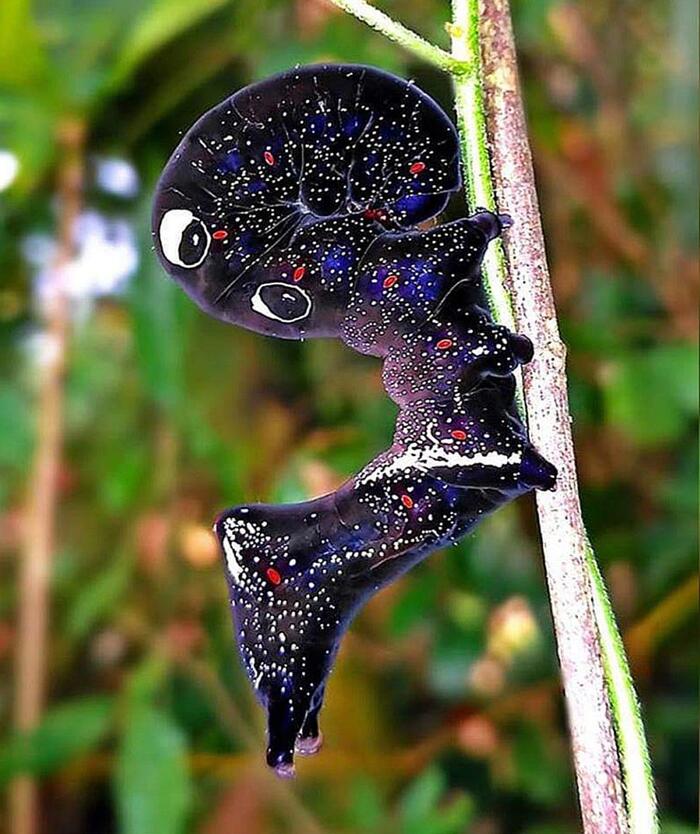 Гусеница тропической бабочки Eudocima phalonia выглядит как космос