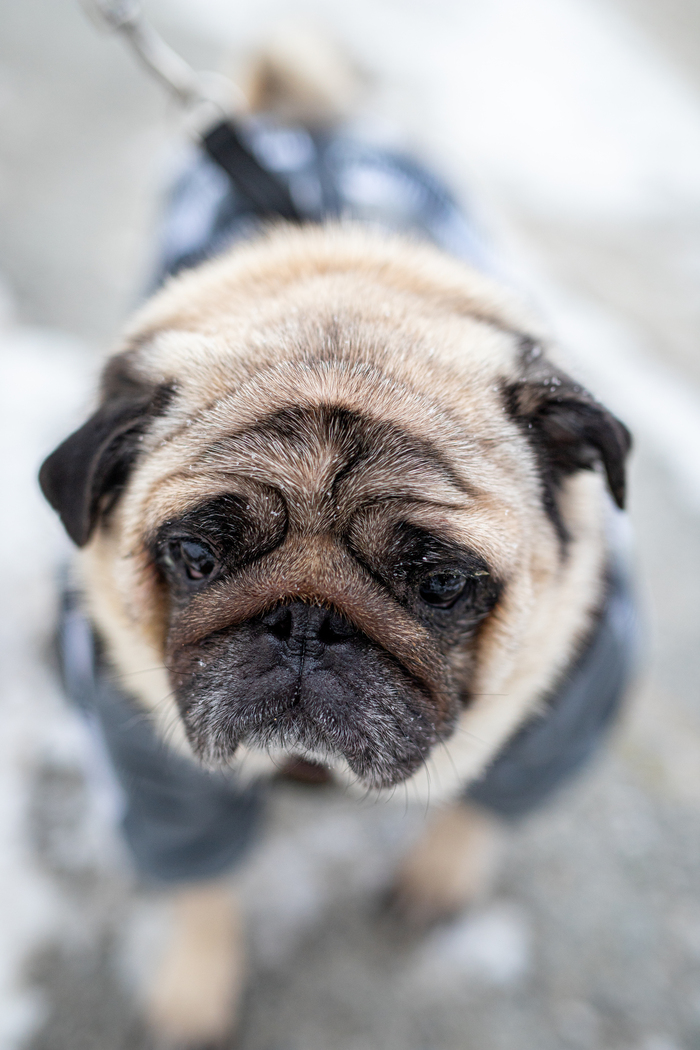 Pugs, not drugs , , , ,  ,   , Canon, , , , 
