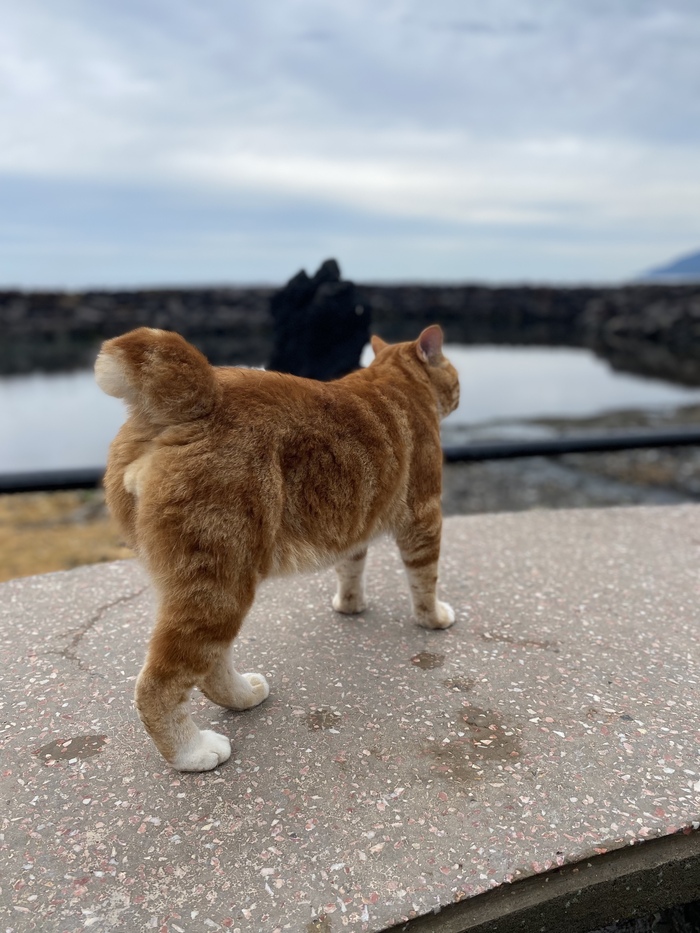 Кот Кеша, легенда Итурупа | Пикабу