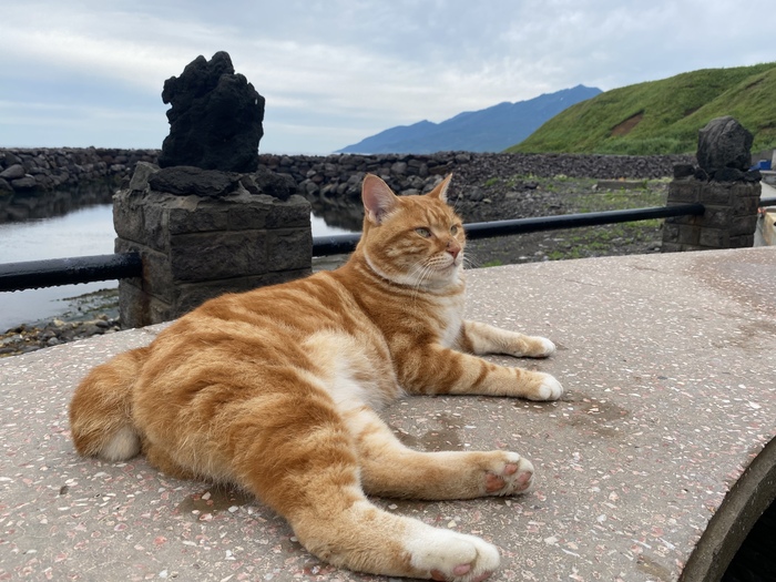 Кот Кеша, легенда Итурупа | Пикабу