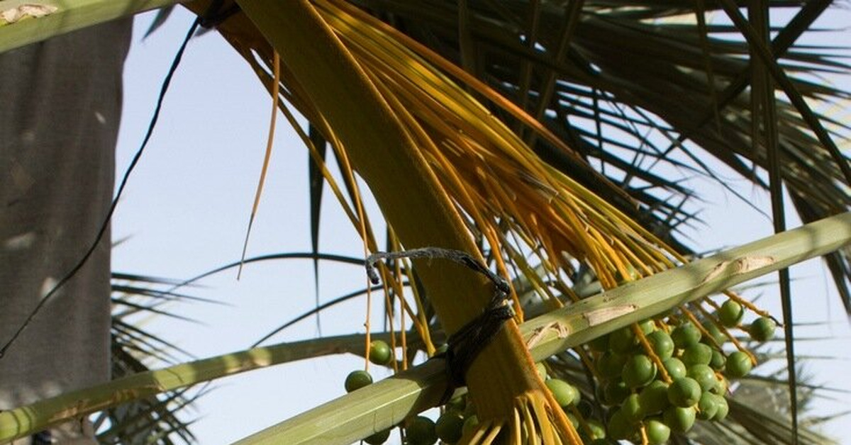 Как выращивают и собирают финики в Израиле. Часть 2 | Пикабу