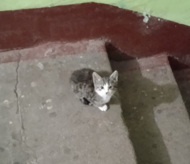 Кошка с котёнком в Санкт-Петербурге