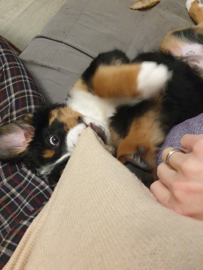   , ?)  , , , 