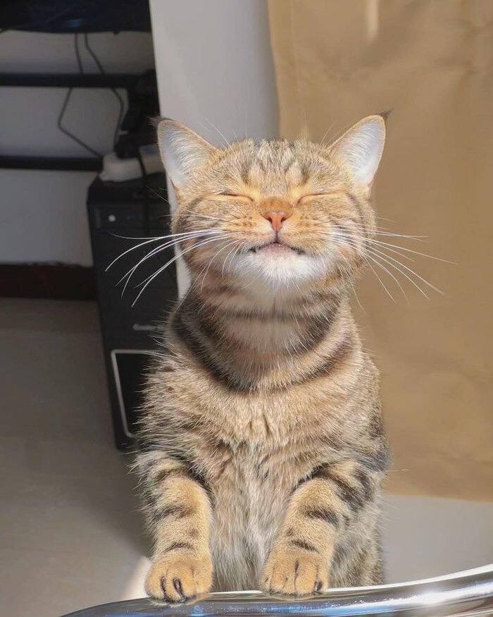 Solar cat  , , , 