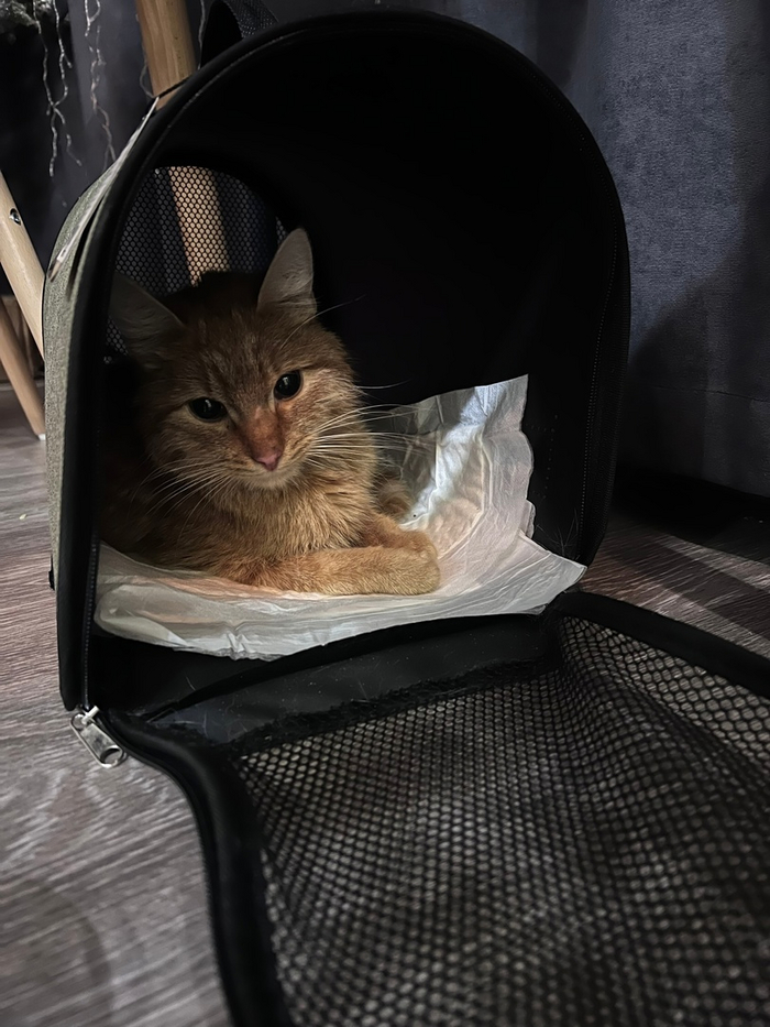   , ,    ,  , ,  , , ,   , 