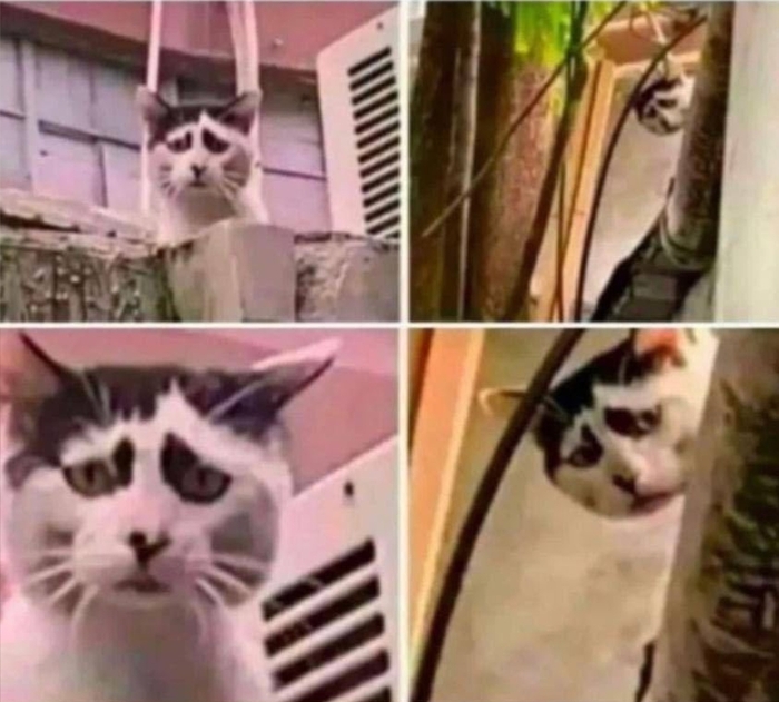 Психотерапевт: кот поможет вам преодолеть депрессию