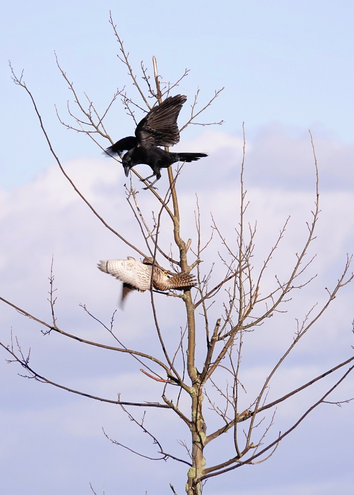 Ворон гоняет сокола