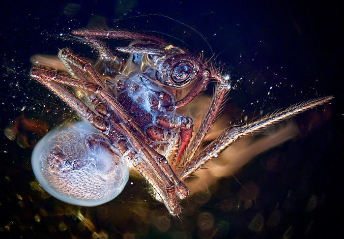 Чудовище древней эпохи