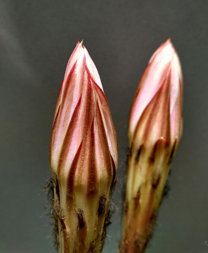 Бутоны кактуса