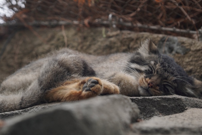 Баиньки-спатеньки