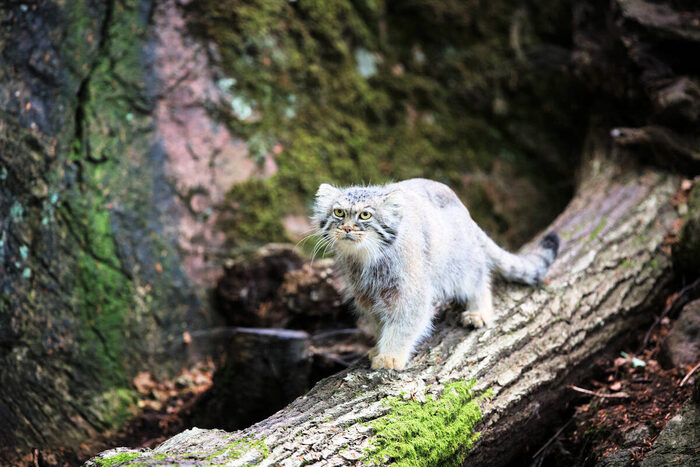 Ой, вот что-то несут! Может, наконец-то мясо?!