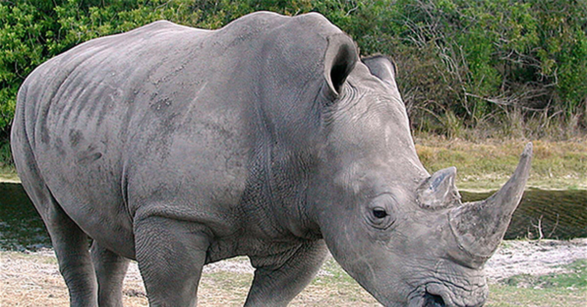 This animal is big. Непарнокопытные Носороговые. Непарнокопытные носорог. Белый носорог (Ceratotherium simum). Черный носорог красная книга.