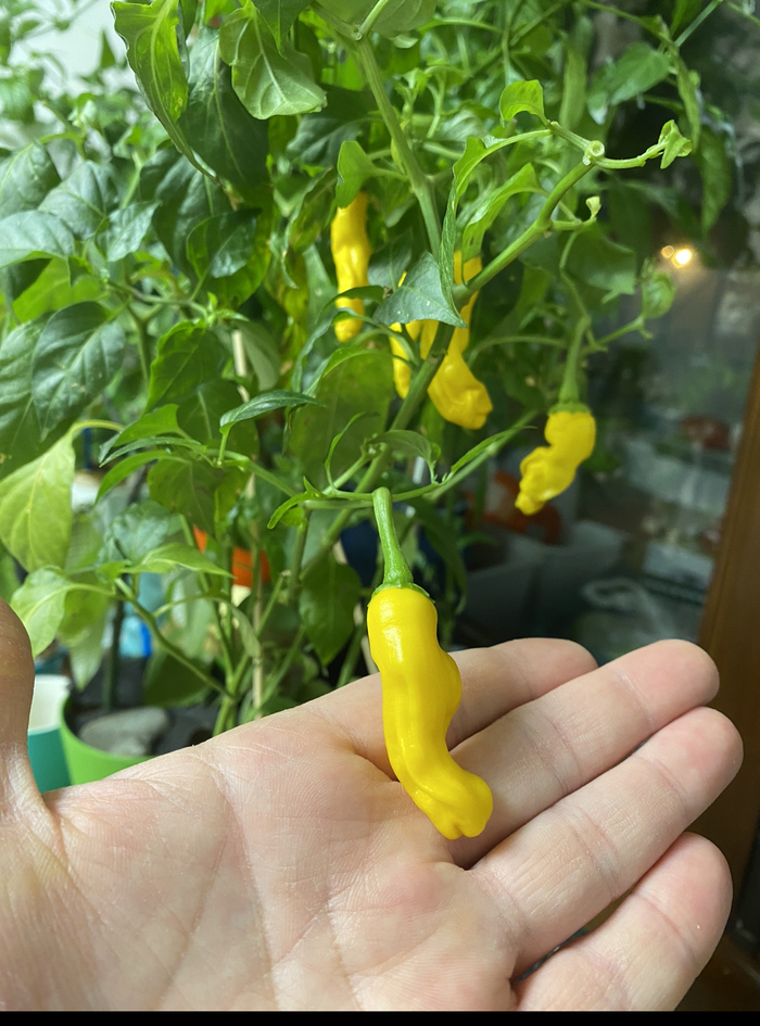 Peter Pepper Yellow
