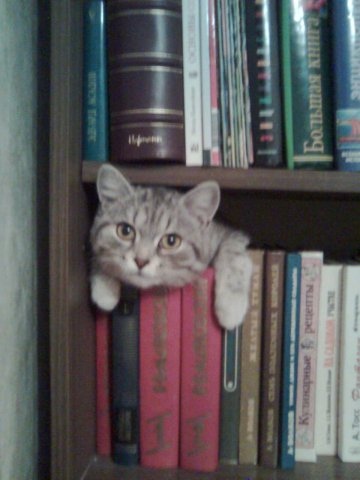 ����� �����, ������� ��� 15