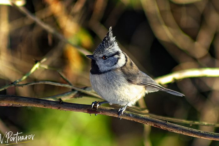 �������� ������