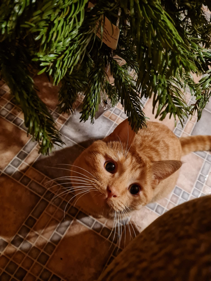 ������ ����  ������� �������