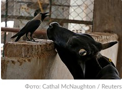 Индийский судья Вьяс: все проблемы в мире решатся, когда прекратится забой коров