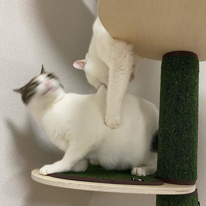   , 
