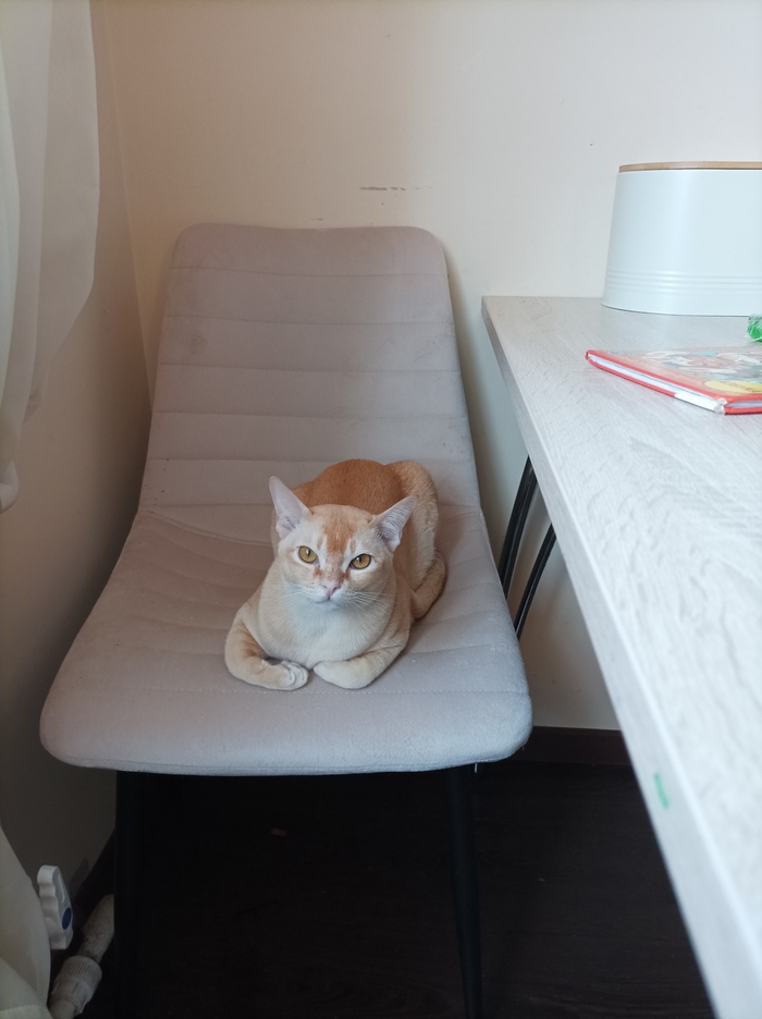 Кошачьи мультики