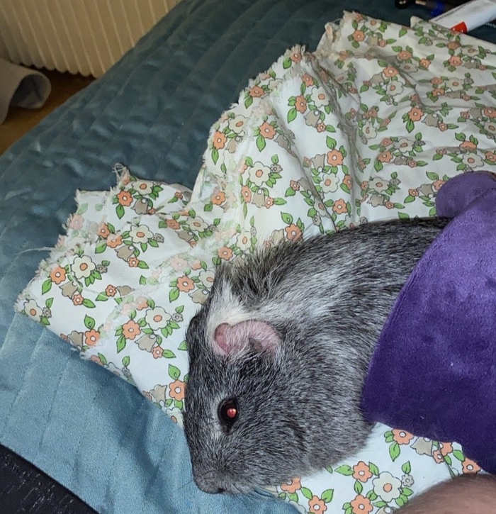 ������ ��������