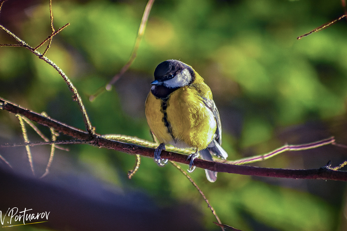 ������� ������