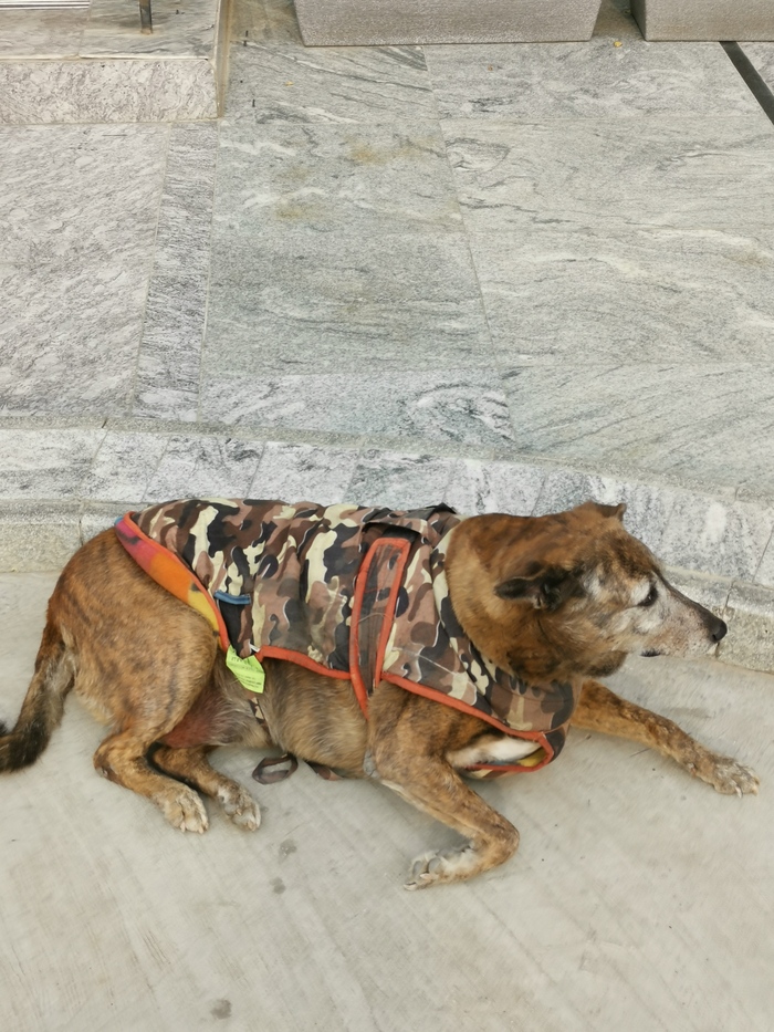 ϸ� ������� ����������