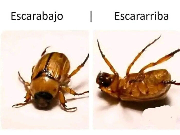 Судак - тудак: испанская версия