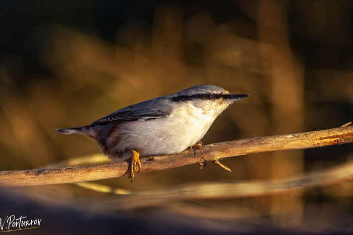 ��������� ������������